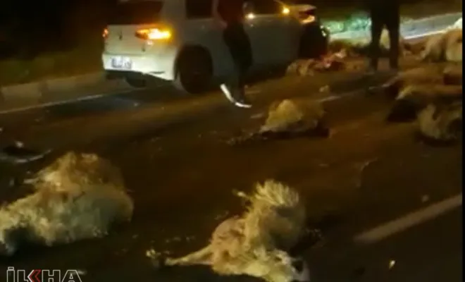 Yarış yapan otomobiller koyun sürüsüne daldı