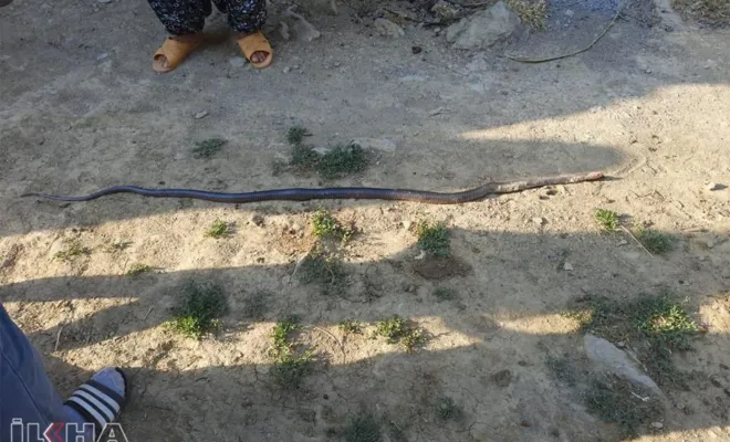 Metruk ahırlarda çıkan 2 metre boyundaki yılanlar köylüleri korkutuyor