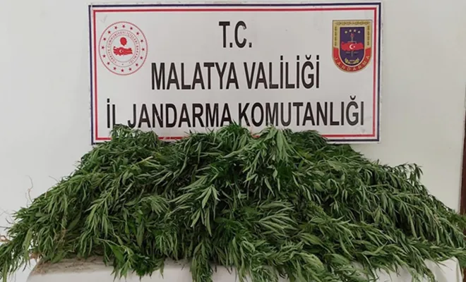 Malatya’da binlerce kök kenevir bitkisi ile av tüfeği ele geçirildi 
