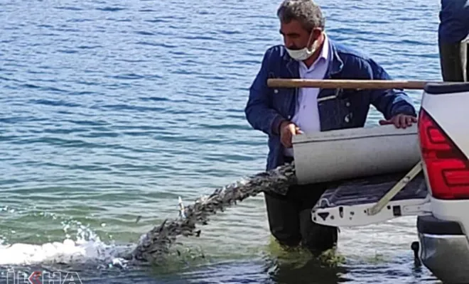 DSİ, göllere 5 milyon yavru balık bırakacak 