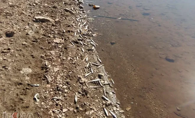 Göldeki balıklar sahile vurdu