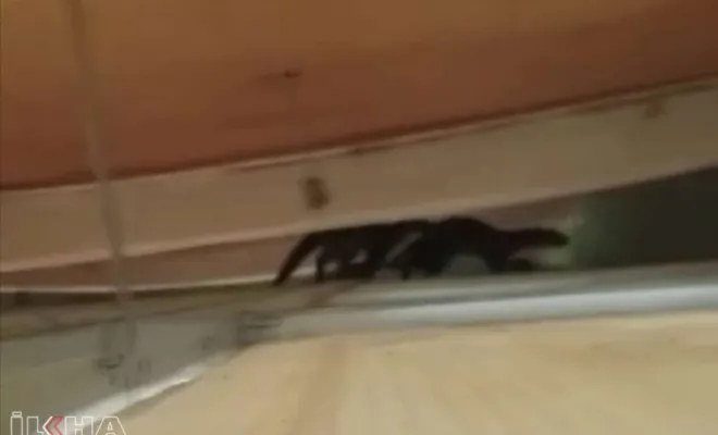 Tavuklara zarar veren sansar köy camisinin çatısında görüntülendi