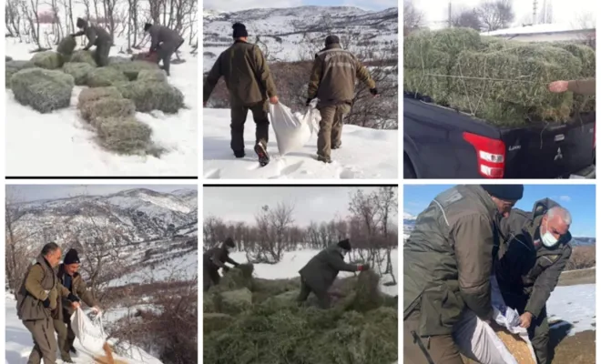 Elazığ’da yaban hayvanları için doğaya yonca ve buğday bırakıldı 
