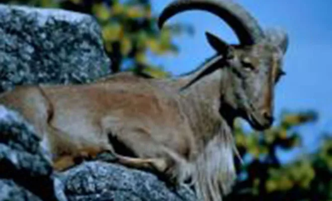 Dağ keçisi vurmanın cezası 250 bin TL 