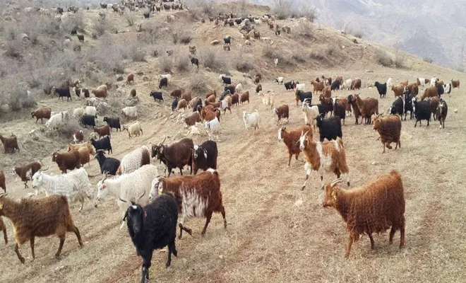 Hayvancılık destek ödemelerinde artış 