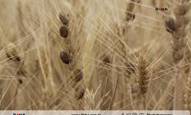 Kovancılar`da Çiftçiler buğday tarlalarındaki kımıl istilasına karşı devletten yardım istedi
