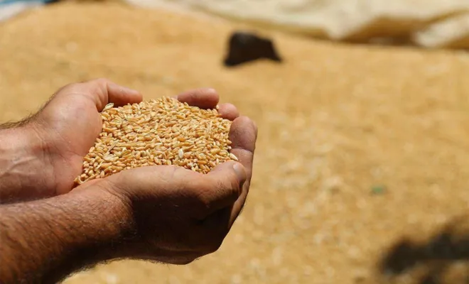 TMO hububat alım fiyatları güncellendi