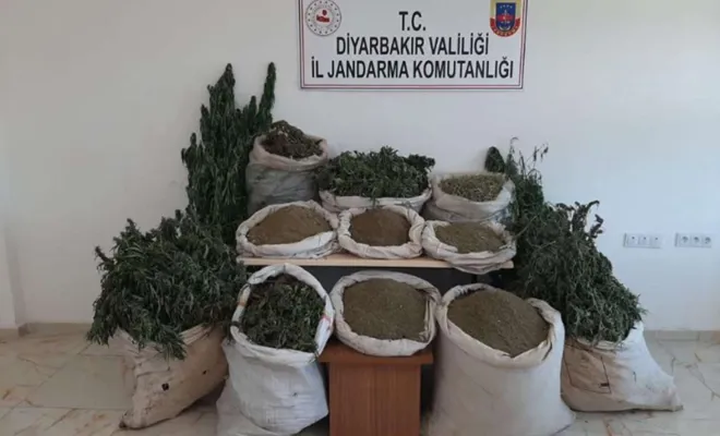 Diyarbakır’da 2 milyondan fazla kök kenevir bitkisi ele geçirildi 
