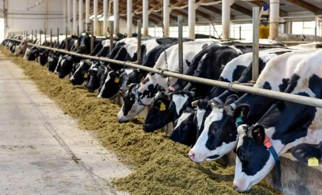 Hayvansal üretim istatistikleri açıklandı 