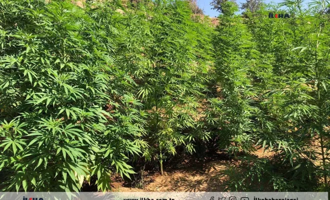 Bingöl’de 200 bini aşkın kök keneviri ele geçirildi 