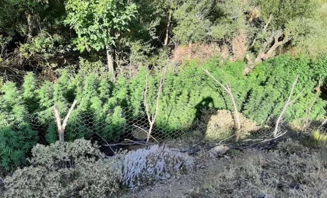 Bingöl’de 197 bin kök kenevir ele geçirildi