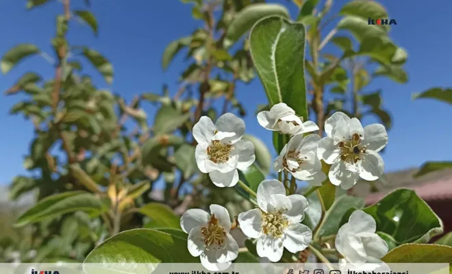 Palu`da armut ağacı sonbaharda çiçek açtı 