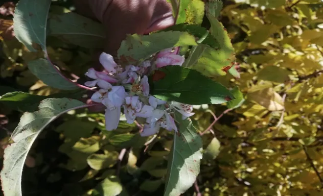 Palu'da Kasım ayında elma ağacı çiçek açtı