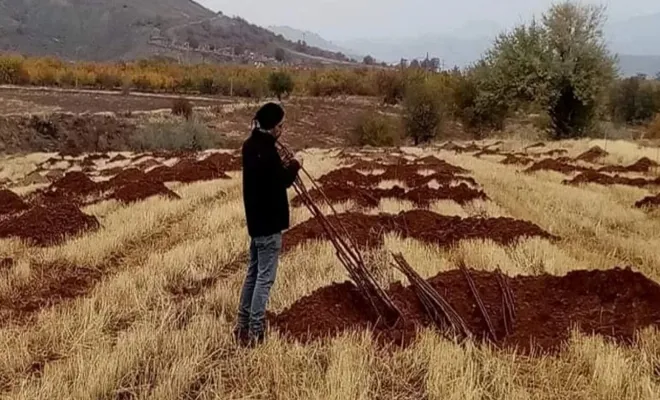 Elazığ`da hırsızlar kayısı fidanlarını çaldı