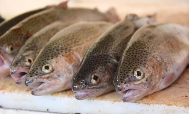 Alabalık yetiştiriciliği desteği artırıldı