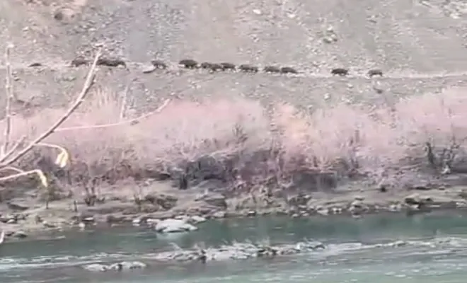 Palu`da domuz sürüsü görüntülendi