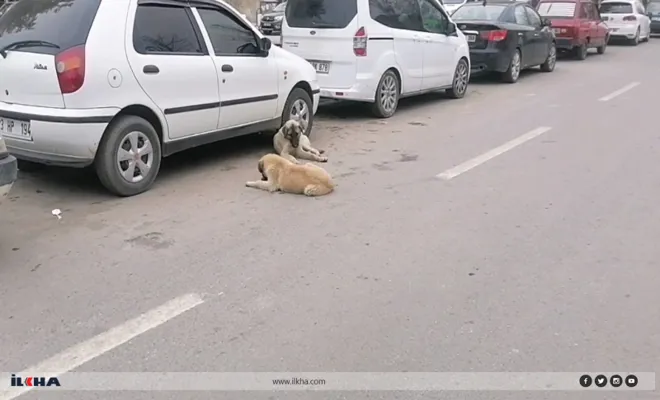 Kuduz vakası yaşanan Palu`da  köpekler cirit atıyor 