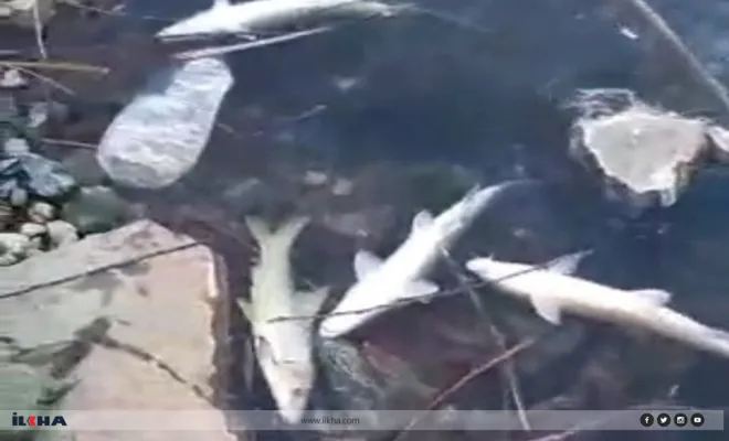 Palu`da Murat Nehri'nde yüzlerce balık kıyıya vurdu