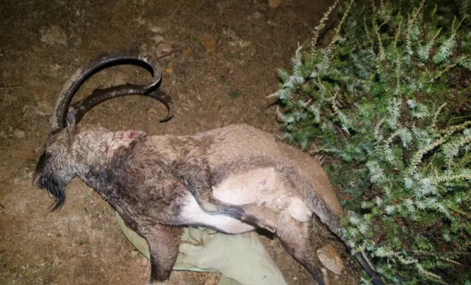 Tunceli`de Nesli tükenme tehlikesi altında olan yaban keçisi vurulmuş halde bulundu 