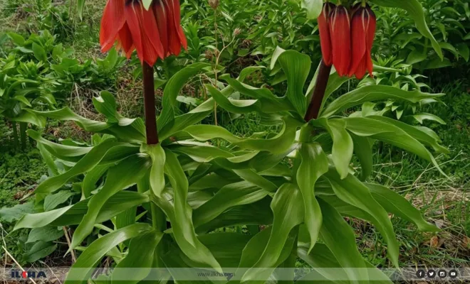 Ters laleyi koparmanın cezası 244 bin lira 