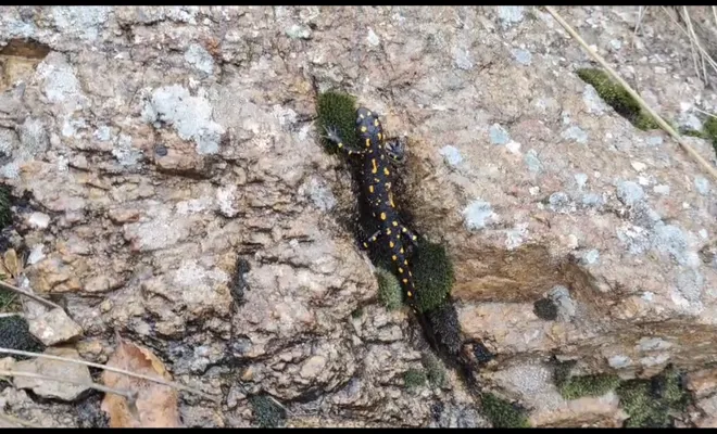 Alacakaya İlçesinde Nadir Görülen Sarı Semender Bulundu, Doğaya Salındı