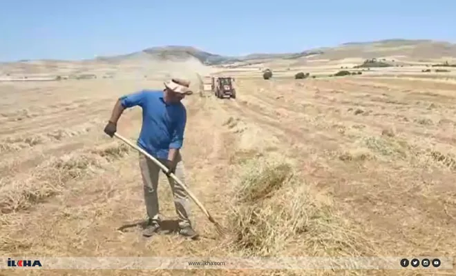 Elazığ Ovası’nda 2025 yılı fiğ hasadı başladı
