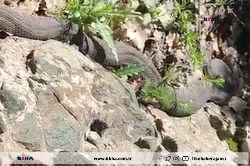 Elazığ'da 3 metre uzunluğunda yılan görüldü 