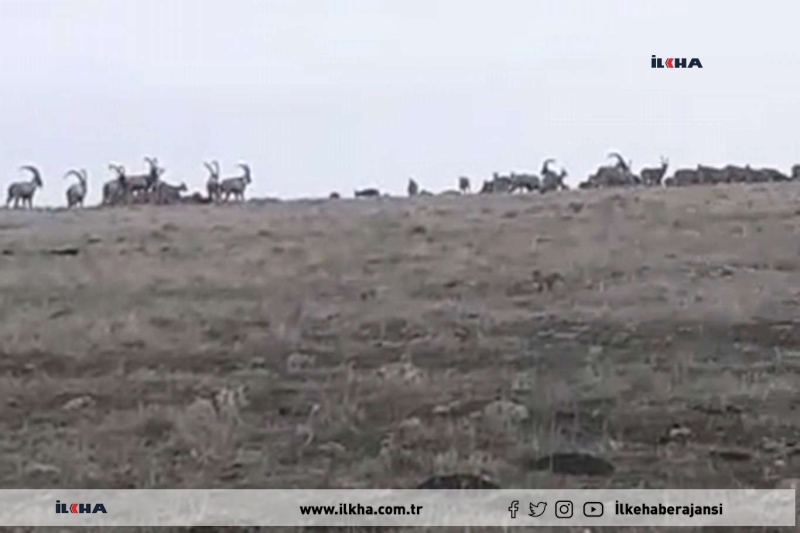 Karakoçan`da sürü halinde dolaşan dağ keçileri görüntülendi